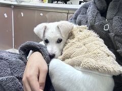 -宠颐生汉谟拉比宠物医院