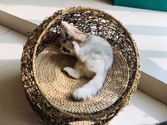 -飞行喵MR PILOT|猫舍·猫咖(静安大融城店)