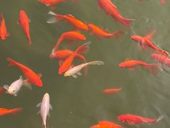 -石家庄市植物园