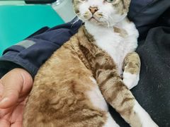 -北京观赏动物医院·24小时大型综合·猫专科·异宠专科