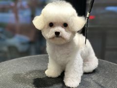 -樱桃家的宠物店(君安花园店)