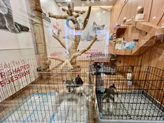 -袖虎·猫馆(体育西路店)