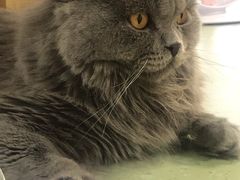 -猫和宫(六道口店)