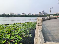 -莲花池公园