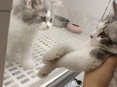 -lincat·猫舍(广州店)