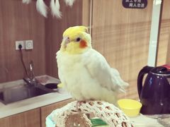 -藦茜花园宠物主题亲子互动体验馆(国顺东路店)