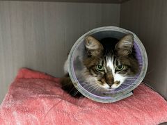 -宠物星动物医院·眼科·异宠·猫科(江南大道总院)