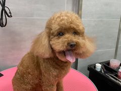 -宠福鑫康馨动物医院·骨科·眼科