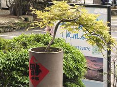 -小小饭店·休闲农庄·安吉松树林里的农家菜