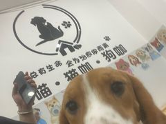 -有喵·猫咖·狗咖·30几只猫10只小狗(岗厦店)