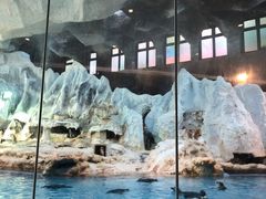 -帝企鹅自助餐厅•儿童岛•真企鹅(长隆企鹅酒店)