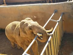 -西霞口神雕山野生动物世界