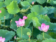 -莲花池公园