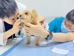 -美联众合动物医院·24h转诊中心