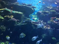 -暹罗海洋世界