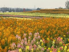 -三圣花乡旅游区