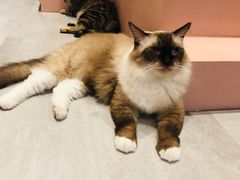 -猫儿山۰猫主题餐厅