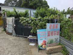 -老袁家蜜桃农场·阳山水蜜桃