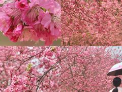 -天适樱花悠乐园
