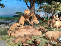 -国家自然博物馆