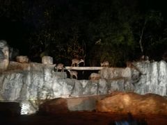 -清迈夜间动物园