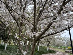 -径山花海