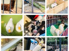 -上海崇明金茂凯悦酒店