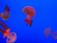 -上海海洋水族馆