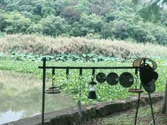 -南宁良凤江国家森林公园