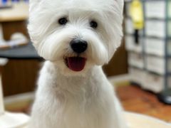 -鑫艺宠物美容培训学校