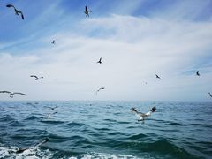-海驴岛(荣成市)