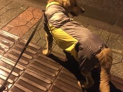 -帕帕拉兹宠物(亚洲旗舰店)