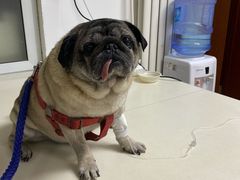 -宠颐生中康贝怡动物医院