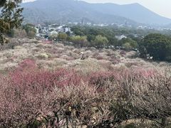 -香雪海