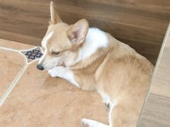 -柯斗斗主题餐厅·狗咖·围炉煮茶·茶饮(国瑞升平里店)