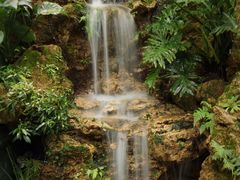-深圳仙湖植物园