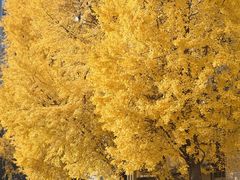 -四川大学(华西校区)