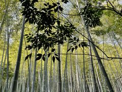 -上海佘山国家森林公园天马山园