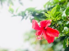 -华侨城湿地公园