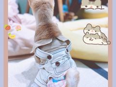 -逗柴咖啡屋·狗咖猫咖宠物桌游