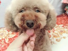 -A猫a狗全科·犬猫异宠·芥西宠物医院(南开总院)