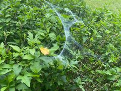 -紫颐香薰山谷景区