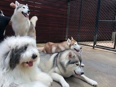 -TrueLove @ Neverland (Husky Cafe)