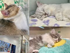 -babydoll猫舍·米努特·德文·缅因(久光中心店)