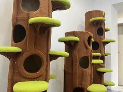 -青奢宠物·青奢猫舍