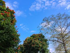-中国科学院西双版纳热带植物园