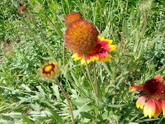 花儿静静的开放-永定河休闲森林公园