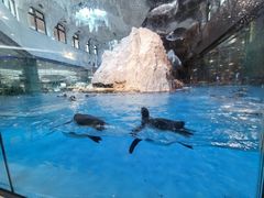 -帝企鹅自助餐厅•儿童岛•真企鹅(长隆企鹅酒店)