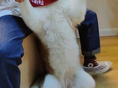 -Husky Go! 哈士奇体验馆·宠物咖啡厅狗咖