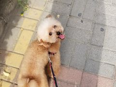 -我爱吾宠宠物美容院(朝阳路店)